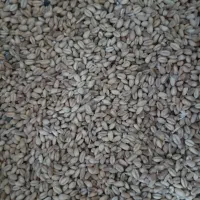 گندم|عمده‌فروشی|سلماس, |دیوار