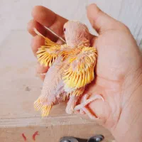 فروش انواع نژاد عروس هلندی|پرنده|بندر دیر, |دیوار