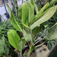 گل های زینتی و آپارتمانی|گل و گیاه طبیعی|لردگان, |دیوار