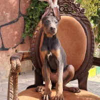 دوبرمن بلو بینظرین ترین و خاص ترین ایران