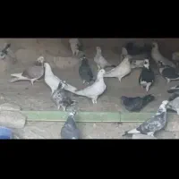 کفتر پرشی