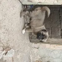 توله ماده سرابی