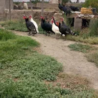 بوقلمون نر