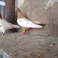 کبوتر سینه ای|پرنده|قیروکارزین, |دیوار