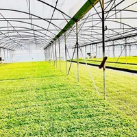 اجاره گلخانه هیدروپونیک 10‌هزارمتری امکانات فول