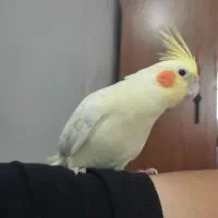 پرنده دستی عروس هلندی