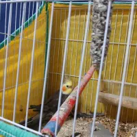 عروس هلندی نر|پرنده|کیاشهر, |دیوار