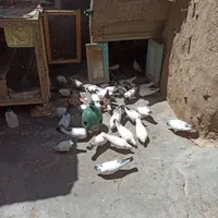 کبوتر|پرنده|کرمانشاه, |دیوار