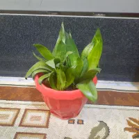 گل سانسوریا پاکوتاه|گل و گیاه طبیعی|کرمانشاه, |دیوار