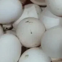 تخم مرغ محلی عربی بابهترین خوراک.