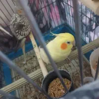 عروس هلندی|پرنده|بومهن, |دیوار