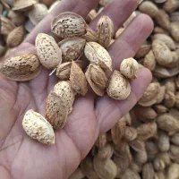 بادام نیمه کاغذی و کاغذی چهارگنبد