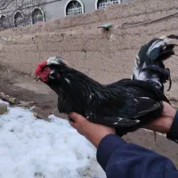 فروش تخم مرغ گلین کردی.وجوجه گلین