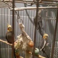 عروس هلندی|پرنده|قم, زینبیه|دیوار