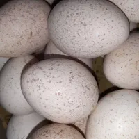 تخم نطفه دار بوقلمون برنز