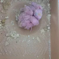 عروس هلندی|پرنده|مشهد, تربیت (صدف)|دیوار