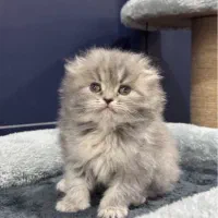 گربه های زیبا و اصیل|گربه|شیراز, فرهنگ شهر|دیوار