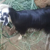 یک عدد بوز ماد جوان فروشی|حیوانات مزرعه|بندر امام خمینی, |دیوار