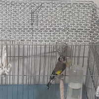 سهره نر سرمایی|پرنده|ارومیه, |دیوار