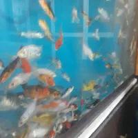 بچه ماهی کُوی برکه ژاپنی|ماهی|اصفهان, سودان|دیوار