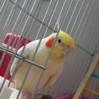 عروس هلندی نر لوتینو