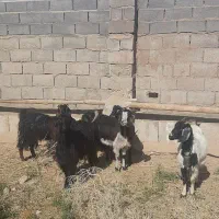 ۵عدد بز ماده ویک نر|حیوانات مزرعه|آران و بیدگل, |دیوار