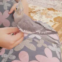 عروس هلندی ماده بالغ|پرنده|پاکدشت, حصار امیر|دیوار