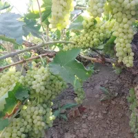 انگور شیرامین