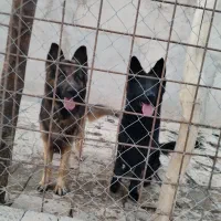 سگ ژرمن قشنگ