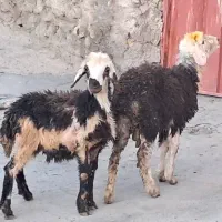 بره پلنگی بروجردی اصل