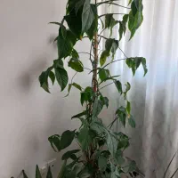 گل با گلدان قد ۲ متر