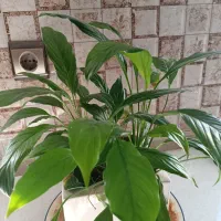 4عدد گل و گلدان طبیعی|گل و گیاه طبیعی|تهران, کیانشهر|دیوار