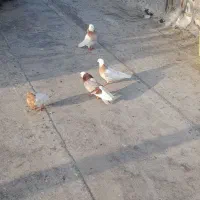 کفتر طوقی|پرنده|میناب, |دیوار