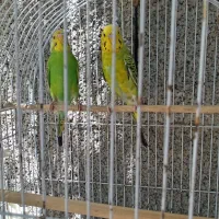 دوجفت مرغ عشق جوان سرحال|پرنده|رشت, فلسطین|دیوار