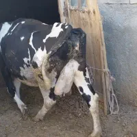 گاوشکم دوم با گوساله نر ۳ماهه
