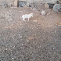 واگذاری توله فیندو نر ۱۰۰روزه از بهترین نسل و نژاد|سگ|اهر, |دیوار