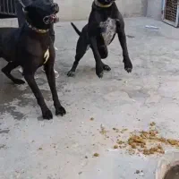 سگ سرابی|سگ|اسدآباد, |دیوار