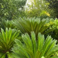 فروش عمده سیکاس و شمشاد توپی