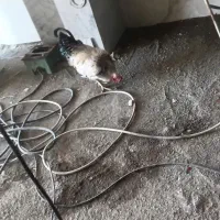 خروس