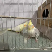 عروس ‌هلندی‌‌ ‌قیمت فقط 2800