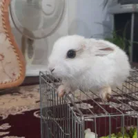 بچه خرگوش‌‌ دونی ۲۰۰