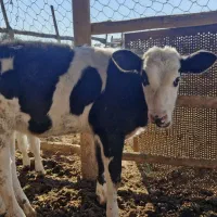 گاو گوساله|حیوانات مزرعه|گنبد کاووس, |دیوار