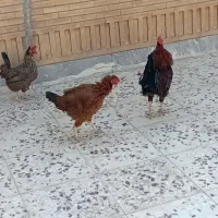 مرغ وخروس عربی