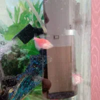 آکواریوم|ماهی|مرودشت, ثبت احوال|دیوار