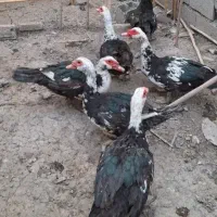اردک نر