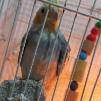 یک جفت عروس هلندی لوتینو و سیامون