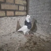 طوقی دوتا و سینه ای بچ|پرنده|دزفول, |دیوار