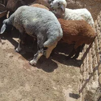 بره سبز افشاری درجه یک مخصوص قوچی