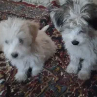 واگذاری میشه|سگ|میانه, |دیوار