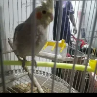 مرغ عشق و عروس هلندی|پرنده|مشهد, اروند|دیوار